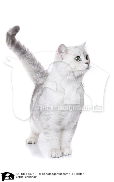 Britisch Kurzhaar / British Shorthair / RR-87574