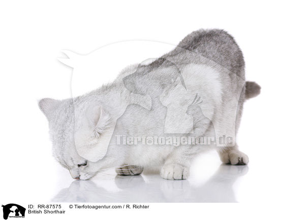 Britisch Kurzhaar / British Shorthair / RR-87575