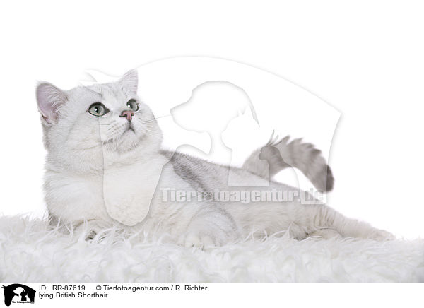 liegende Britisch Kurzhaar / lying British Shorthair / RR-87619