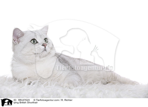 liegende Britisch Kurzhaar / lying British Shorthair / RR-87620