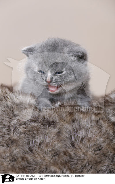 Britisch Kurzhaar Ktzchen / British Shorthair Kitten / RR-88093