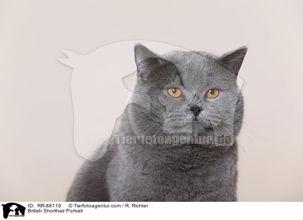 Britisch Kurzhaar Portrait / British Shorthair Portrait / RR-88119
