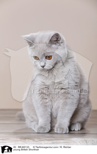 junge Britisch Kurzhaar / young British Shorthair / RR-88133