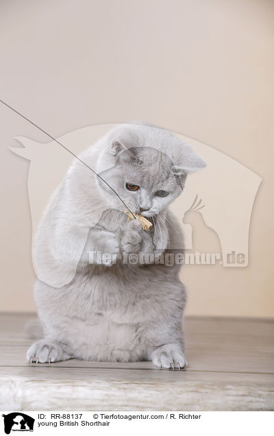 junge Britisch Kurzhaar / young British Shorthair / RR-88137