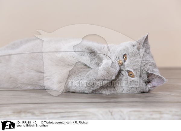 junge Britisch Kurzhaar / young British Shorthair / RR-88145