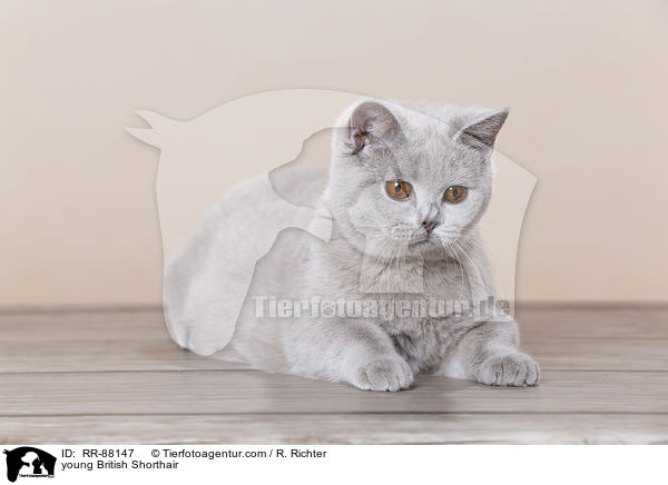 junge Britisch Kurzhaar / young British Shorthair / RR-88147