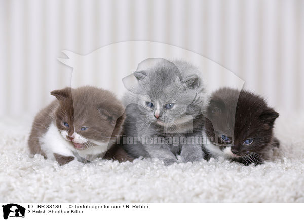 3 Britisch Kurzhaar Ktzchen / 3 British Shorthair Kitten / RR-88180