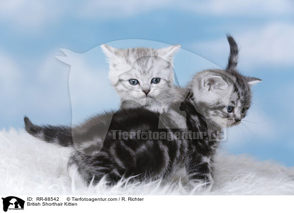 Britisch Kurzhaar Ktzchen / British Shorthair Kitten / RR-88542