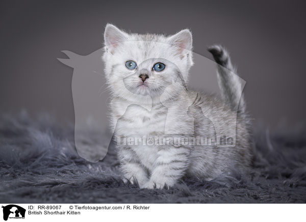 Britisch Kurzhaar Ktzchen / British Shorthair Kitten / RR-89067