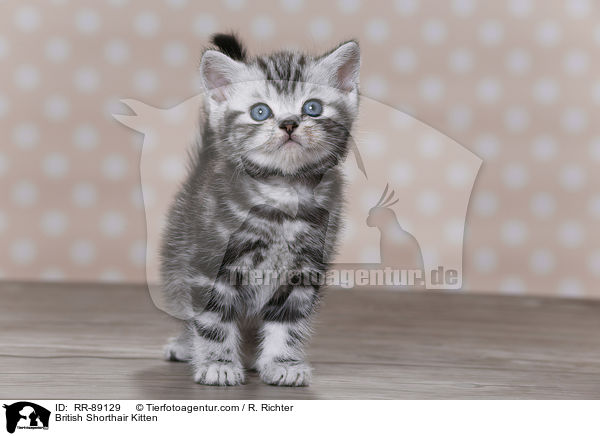 Britisch Kurzhaar Ktzchen / British Shorthair Kitten / RR-89129