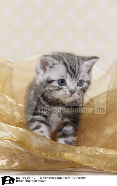Britisch Kurzhaar Ktzchen / British Shorthair Kitten / RR-89140