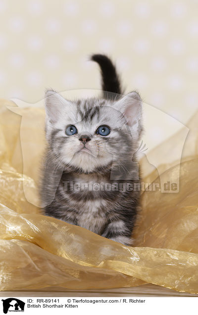 Britisch Kurzhaar Ktzchen / British Shorthair Kitten / RR-89141