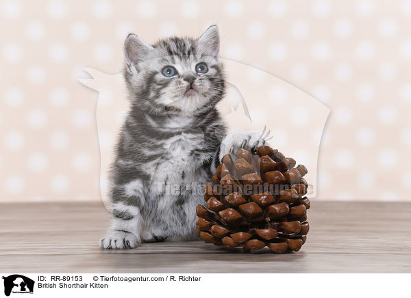Britisch Kurzhaar Ktzchen / British Shorthair Kitten / RR-89153