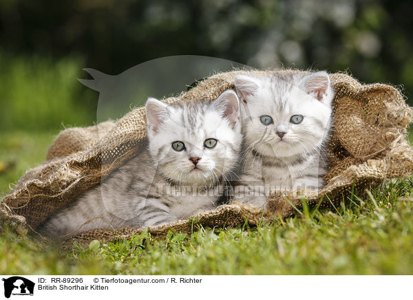 Britisch Kurzhaar Ktzchen / British Shorthair Kitten / RR-89296