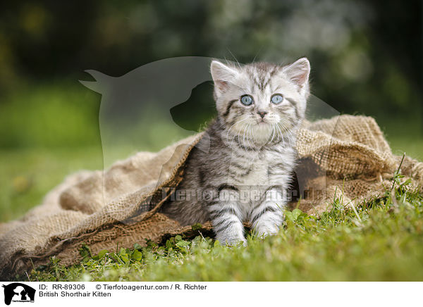 Britisch Kurzhaar Ktzchen / British Shorthair Kitten / RR-89306