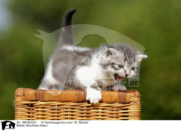 Britisch Kurzhaar K�tzchen / British Shorthair Kitten / RR-89333