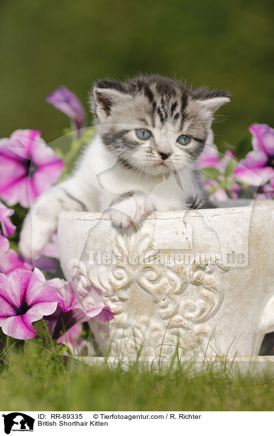 Britisch Kurzhaar Ktzchen / British Shorthair Kitten / RR-89335