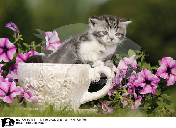 Britisch Kurzhaar Ktzchen / British Shorthair Kitten / RR-89353