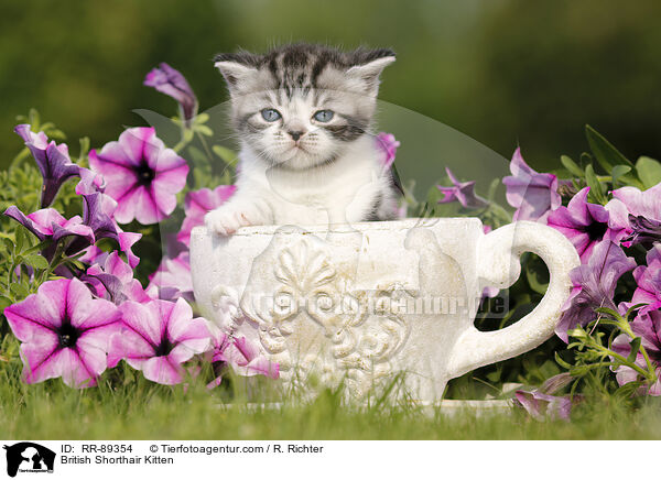 Britisch Kurzhaar Ktzchen / British Shorthair Kitten / RR-89354