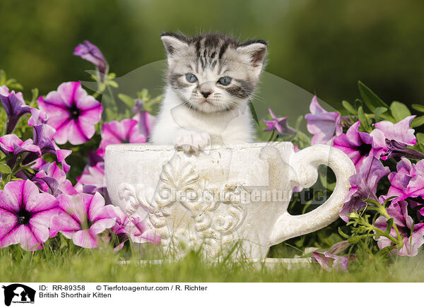 Britisch Kurzhaar Ktzchen / British Shorthair Kitten / RR-89358