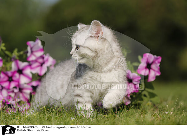 Britisch Kurzhaar Ktzchen / British Shorthair Kitten / RR-89375