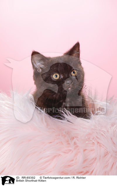 Britisch Kurzhaar Ktzchen / British Shorthair Kitten / RR-89392