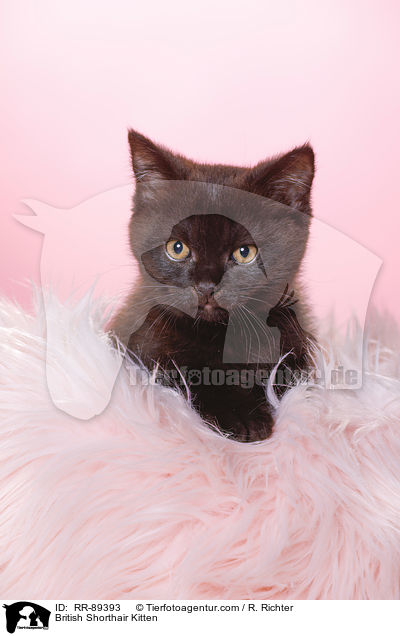 Britisch Kurzhaar Ktzchen / British Shorthair Kitten / RR-89393
