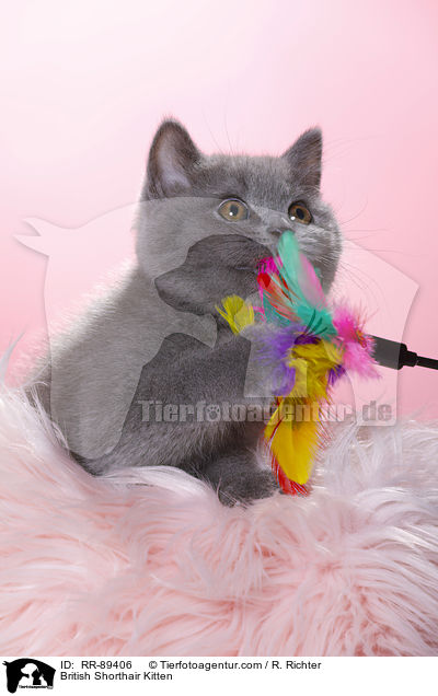 British Shorthair Kitten / RR-89406