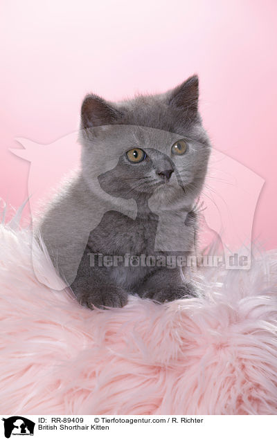 British Shorthair Kitten / RR-89409
