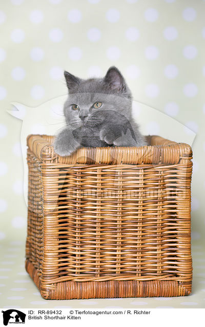 British Shorthair Kitten / RR-89432