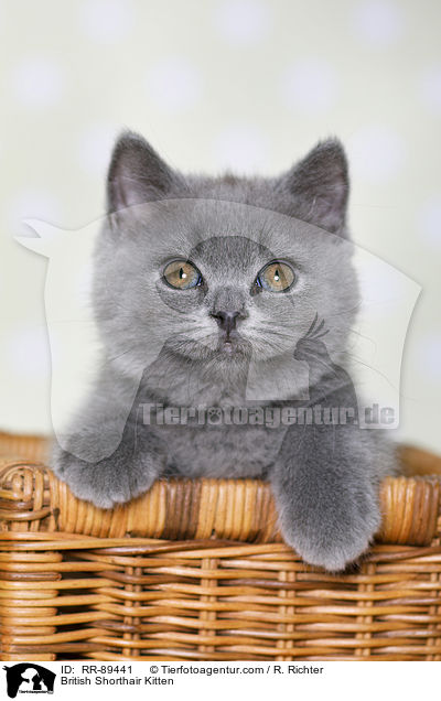 British Shorthair Kitten / RR-89441