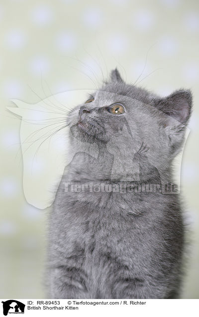 British Shorthair Kitten / RR-89453