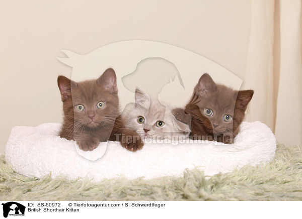 British Shorthair Kitten / SS-50972