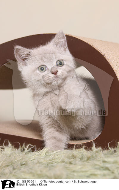 Britisch Kurzhaar Ktzchen / British Shorthair Kitten / SS-50991