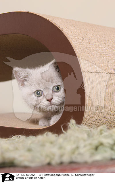 Britisch Kurzhaar Ktzchen / British Shorthair Kitten / SS-50992