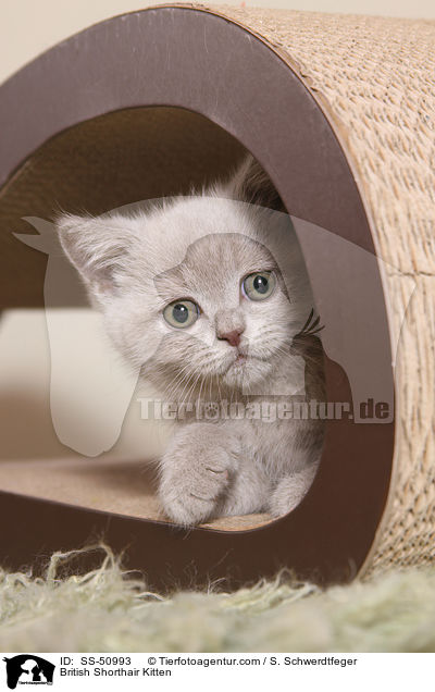 Britisch Kurzhaar Ktzchen / British Shorthair Kitten / SS-50993