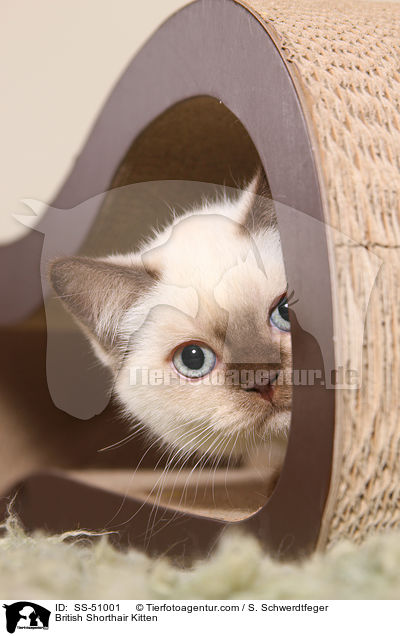 Britisch Kurzhaar Ktzchen / British Shorthair Kitten / SS-51001