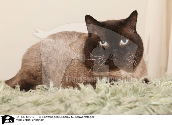 liegende Britisch Kurzhaar / lying British Shorthair / SS-51017