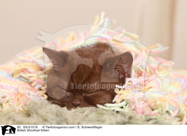 Britisch Kurzhaar Ktzchen / British Shorthair Kitten / SS-51018