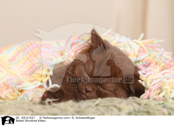Britisch Kurzhaar Ktzchen / British Shorthair Kitten / SS-51021