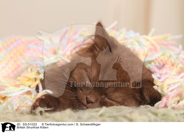 Britisch Kurzhaar Ktzchen / British Shorthair Kitten / SS-51022