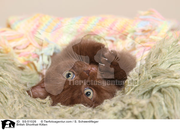 Britisch Kurzhaar Ktzchen / British Shorthair Kitten / SS-51026