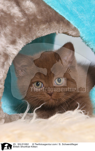 British Shorthair Kitten / SS-51062
