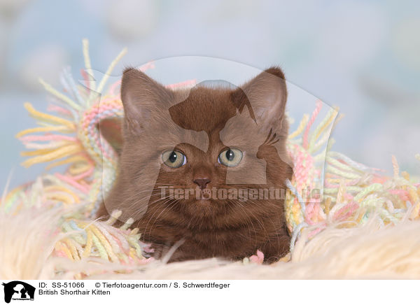Britisch Kurzhaar Ktzchen / British Shorthair Kitten / SS-51066