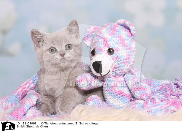 Britisch Kurzhaar K�tzchen / British Shorthair Kitten / SS-51068
