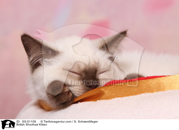 Britisch Kurzhaar Ktzchen / British Shorthair Kitten / SS-51108