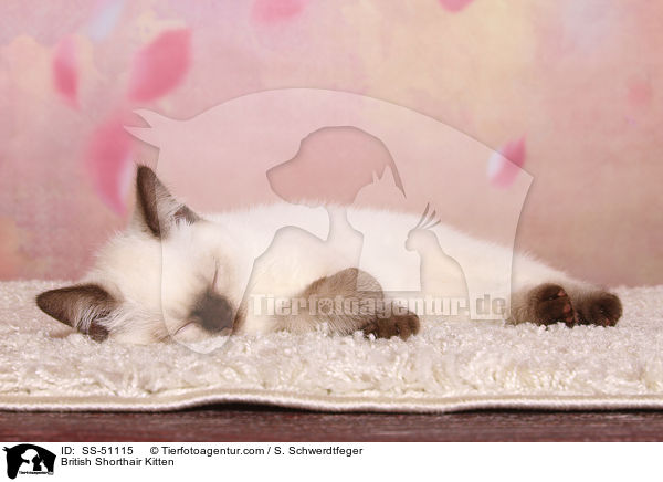 Britisch Kurzhaar Ktzchen / British Shorthair Kitten / SS-51115