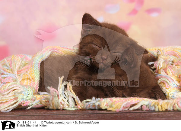 Britisch Kurzhaar Ktzchen / British Shorthair Kitten / SS-51144