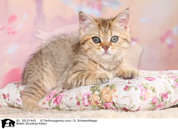 British Shorthair Kitten / SS-51442