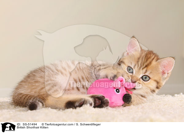 Britisch Kurzhaar Ktzchen / British Shorthair Kitten / SS-51494